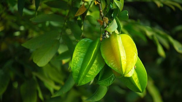 Buah Belimbing. (Dok Pixabay)