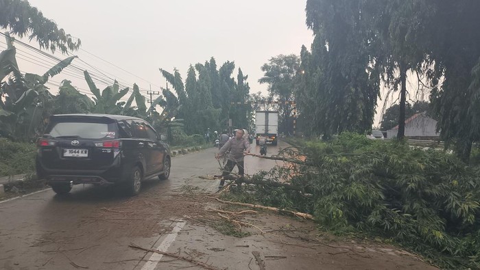 Evakuasi pohon tumbang di Jalur Babat-Widang, Lamongan.