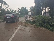 Gerak Cepat Evakuasi Pohon Tumbang Rintangi Jalur Babat-Widang