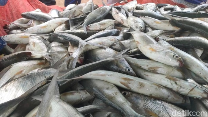 Ilustrasi ikan.