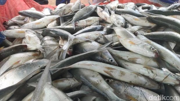 Ilustrasi ikan.