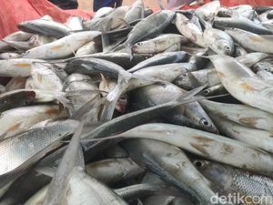 Ikan Lokal dengan Kandungan Gizi Tinggi, Sumber Protein dari Laut