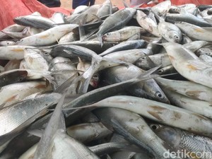 Ironi Cirebon yang Produksi Ikannya Melimpah