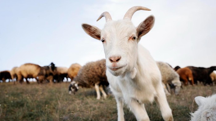 Kambing