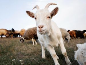 Berapa Syarat Minimal Umur Kambing yang Akan Disembelih untuk Kurban?