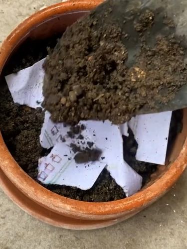 Kartu undangan ramah lingkungan bisa ditanam dan tumbuh menjadi aneka sayuran dan bunga.