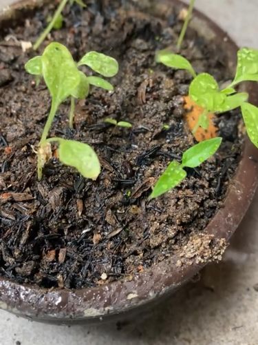 Kartu undangan ramah lingkungan bisa ditanam dan tumbuh menjadi aneka sayuran dan bunga.