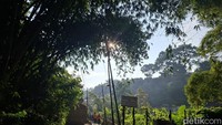 Jalan masuknya dapat diakses dengan menyusuri Gang Bapa Ehom, di samping area Teras Cikapundung, sepanjang +/- 600 meter.