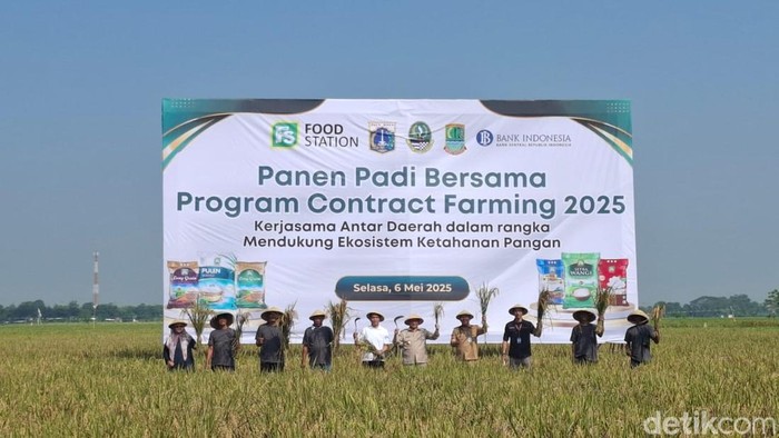 Pramono panen padi bersama di Karawang. (Brigitta/detikcom)