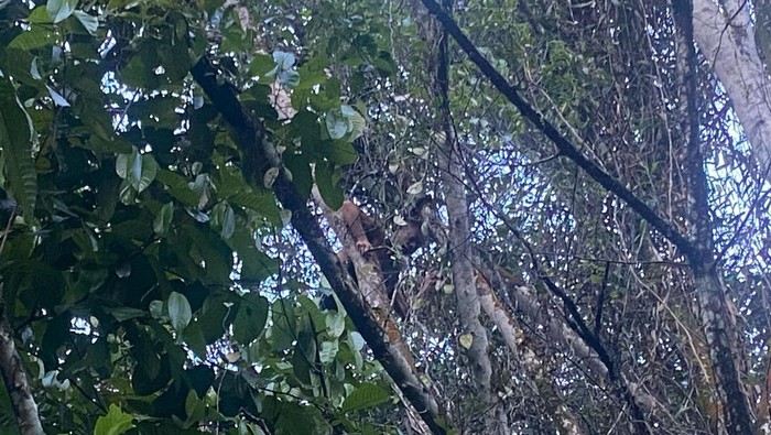 Pria di Pontianak nekat nyaris lompat dari pohon setinggi 10 meter.