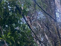 Diduga Istri Selingkuh, Pria di Pontianak Nyaris Lompat dari Pohon 10 Meter