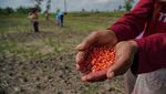 Siasat Petani Lumajang Antisipasi Musim Kemarau