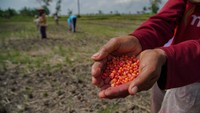 Petani memperlihatkan bibit jagung sebelum ditanam di lahan pertanian padi Desa Klampoarum, Kecamatan Tekung, Lumajang, Jawa Timur, Selasa (6/5/2025).