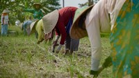 Pada musim tanam kedua, sejumlah petani di kawasan tersebut mulai mengganti lahan padi dengan tanaman palawija atau jagung yang biasa dilakukan saat rotasi tanam per 100 hari. 