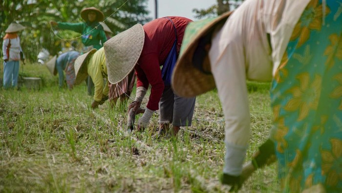 Siasat Petani Lumajang Antisipasi Musim Kemarau Petani menanam bibit jagung di lahan pertanian padi Desa Klampoarum, Kecamatan Tekung, Lumajang, Jawa Timur, Selasa (6/5/2025). Pada musim tanam kedua, sejumlah petani di kawasan tersebut mulai mengganti lahan padi dengan tanaman palawija atau jagung yang biasa dilakukan saat rotasi tanam per 100 hari, sebagai cara meminimalisir penggunaan air untuk irigasi menjelang musim kemarau. ANTARA FOTO/Irfan Sumanjaya/YU