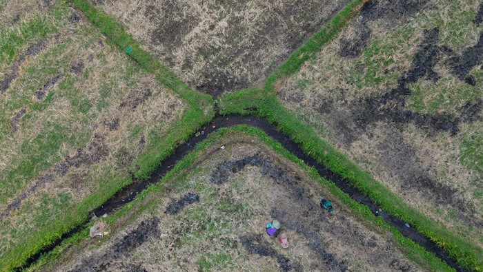 Petani menanam bibit jagung di lahan pertanian padi Desa Klampoarum, Kecamatan Tekung, Lumajang, Jawa Timur, Selasa (6/5/2025). Pada musim tanam kedua, sejumlah petani di kawasan tersebut mulai mengganti lahan padi dengan tanaman palawija atau jagung yang biasa dilakukan saat rotasi tanam per 100 hari, sebagai cara meminimalisir penggunaan air untuk irigasi menjelang musim kemarau. ANTARA FOTO/Irfan Sumanjaya/YU