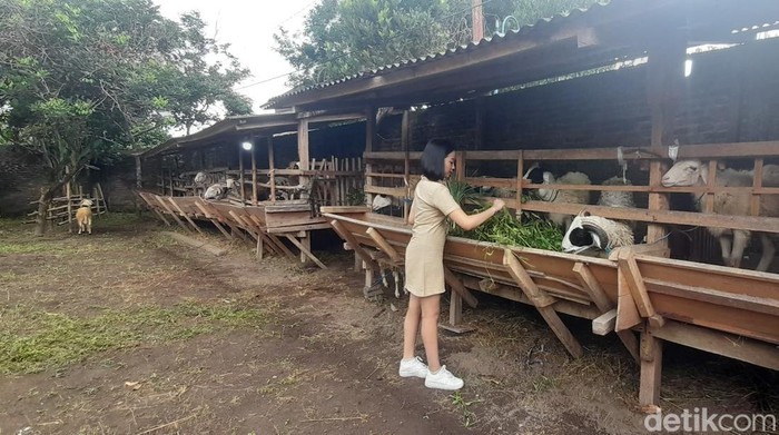 Para SPG mahasiswi saat melayani pembeli kambing kurban di Godegan RT.10, Tamantirto, Kasihan, Bantul.