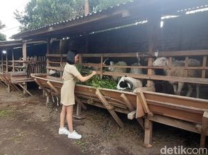 Harga Kambing Kurban untuk Idul Adha 2025, Mulai dari Rp 1 Jutaan