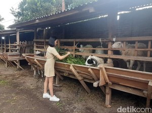 Pernah Viral Sewa SPG, Pedagang Kurban Bantul Kini Ajak Mahasiswi Jual Kambing