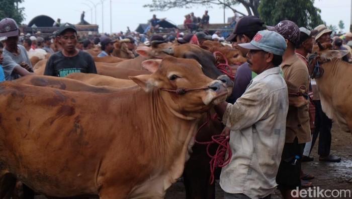 Suasana menjelang Idul Adha di Pasar Hewan Jrebeng Kidul, Kecamatan Wonoasih, Kota Probolinggo.