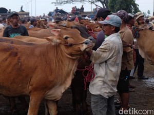 Jelang Idul Adha Harga Sapi di Kota Probolinggo Meroket hingga 40%