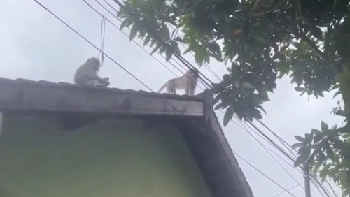 Tangkapan layar video monyet masuk permukiman warga di Ampenan, Matatam, NTB, Selasa (6/5/2025).