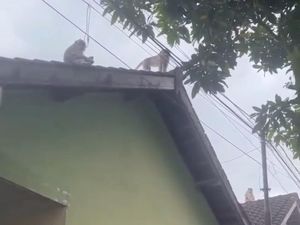 Puluhan Monyet Masuk ke Permukiman di Mataram, Warga Ketakutan