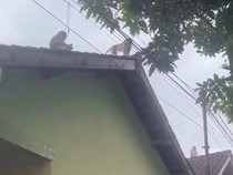Puluhan Monyet Masuk ke Permukiman di Mataram, Warga Ketakutan