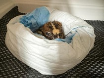 Kabar Gembira! Penetasan Anak Burung Kagu nan Langka Berhasil