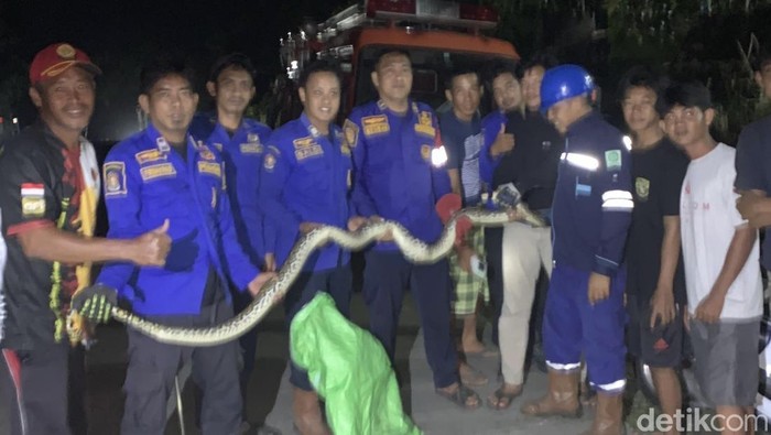 Damkar Barru mengevakuasi ular piton 3 meter dari rumah warga.