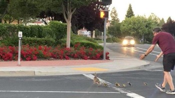 Pada bulan Mei 2023, Casey Rivara, seorang ayah dua anak, meninggal dunia secara tragis saat membantu sekawanan bebek menyeberang jalan di California. Peristiwa itu terjadi saat ia tertabrak kendaraan saat ia sedang memastikan keselamatan anak-anak bebek. Peristiwa memilukan ini terekam dalam sebuah foto yang diambil beberapa saat sebelum kecelakaan fatal tersebut. Foto: Historic Flix