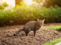 7 Cara Mudah Cegah Kucing BAB di Halaman, Bisa Pakai Jeruk