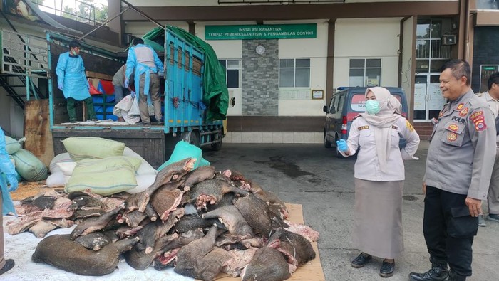 Karantina Banten gagalkan penyelundupan daging celeng di Merak (dok. Karantina Banten)