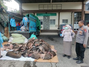 Ditutupi Muatan Jagung, 2,9 Ton Daging Celeng Diamankan di Pelabuhan Merak
