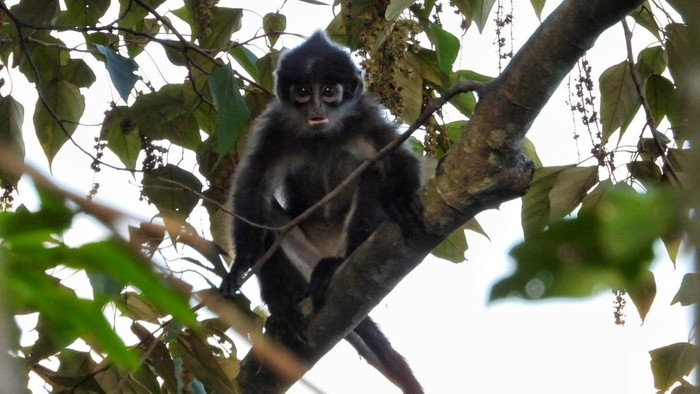 Lutung Kokah (Foto: Dok Istimewa)