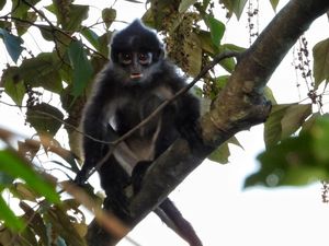 Komitmen Hijau di Wilayah Operasi, PHR Rajut Asa Habitat Lutung Kokah
