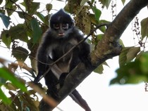 Komitmen Hijau di Wilayah Operasi, PHR Rajut Asa Habitat Lutung Kokah