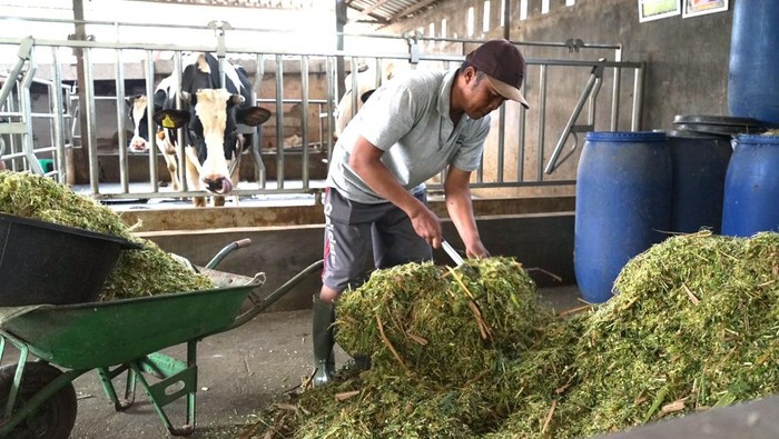 AOA Fresh Milk Sourcing Workshop 2025 digelar di Malang, Jawa Timur, pada 5–13 Mei. Kegiatan ini mempertemukan peserta dari delapan negara di Asia, Oseania, dan Afrika untuk berbagi praktik terbaik dalam pengelolaan peternakan sapi perah.