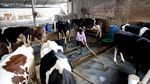 Melihat Produksi Susu di Pabrik Kejayan yang Ramah Lingkungan