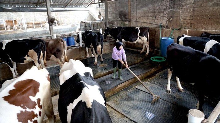 Melihat Produksi Susu di Pabrik Kejayan yang Ramah Lingkungan AOA Fresh Milk Sourcing Workshop 2025 digelar di Malang, Jawa Timur, pada 5–13 Mei. Kegiatan ini mempertemukan peserta dari delapan negara di Asia, Oseania, dan Afrika untuk berbagi praktik terbaik dalam pengelolaan peternakan sapi perah.