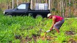 Melihat Produksi Susu di Pabrik Kejayan yang Ramah Lingkungan