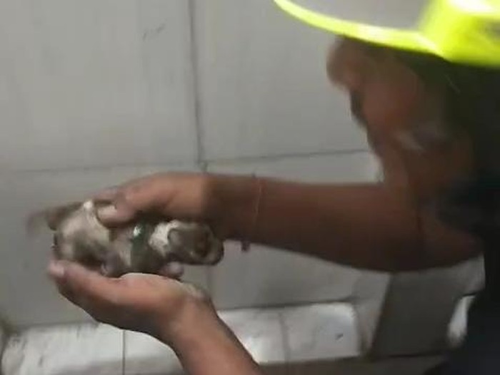 Petugas Damkar Badung evakuasi anak anjing yang terjerumus ke pipa bekas saluran air di Abiansemal, Rabu (7/5/2025).