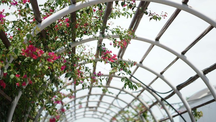 Tanaman rambat pada pergola