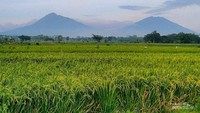 Kota beras yang ikonik dengan Beras Rojolele
