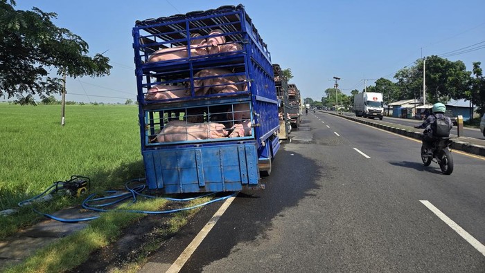 Viral warga melabrak pemandian babi di bahu jalan Pantura Indramayu