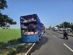 Viral! Warga Labrak Truk Pengangkut Babi di Pantura Indramayu