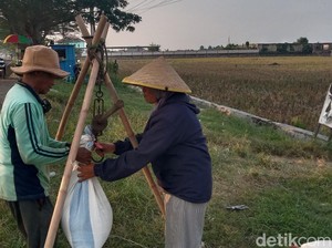 Menilik Aktivitas Pengepul Gabah di Indramayu