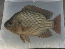 Langkah-Impian Cirebon Jadi Sentra Ikan Nila