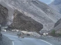 Momen Tak Terlupakan Rombongan Turis Bertemu Macan Tutul Salju Langka