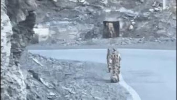 Macan tutul salju yang langka terlihat di Himachal Pradesh, India